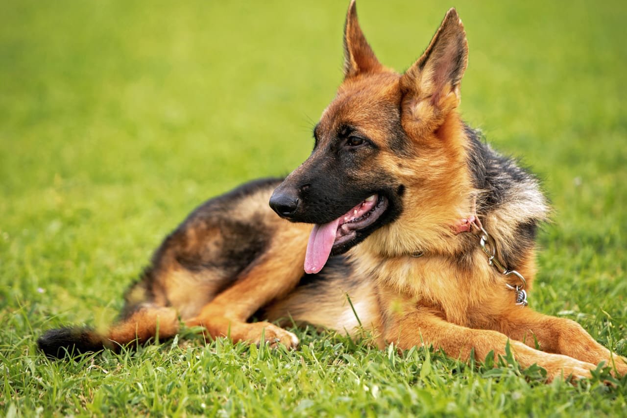 German Shepherd