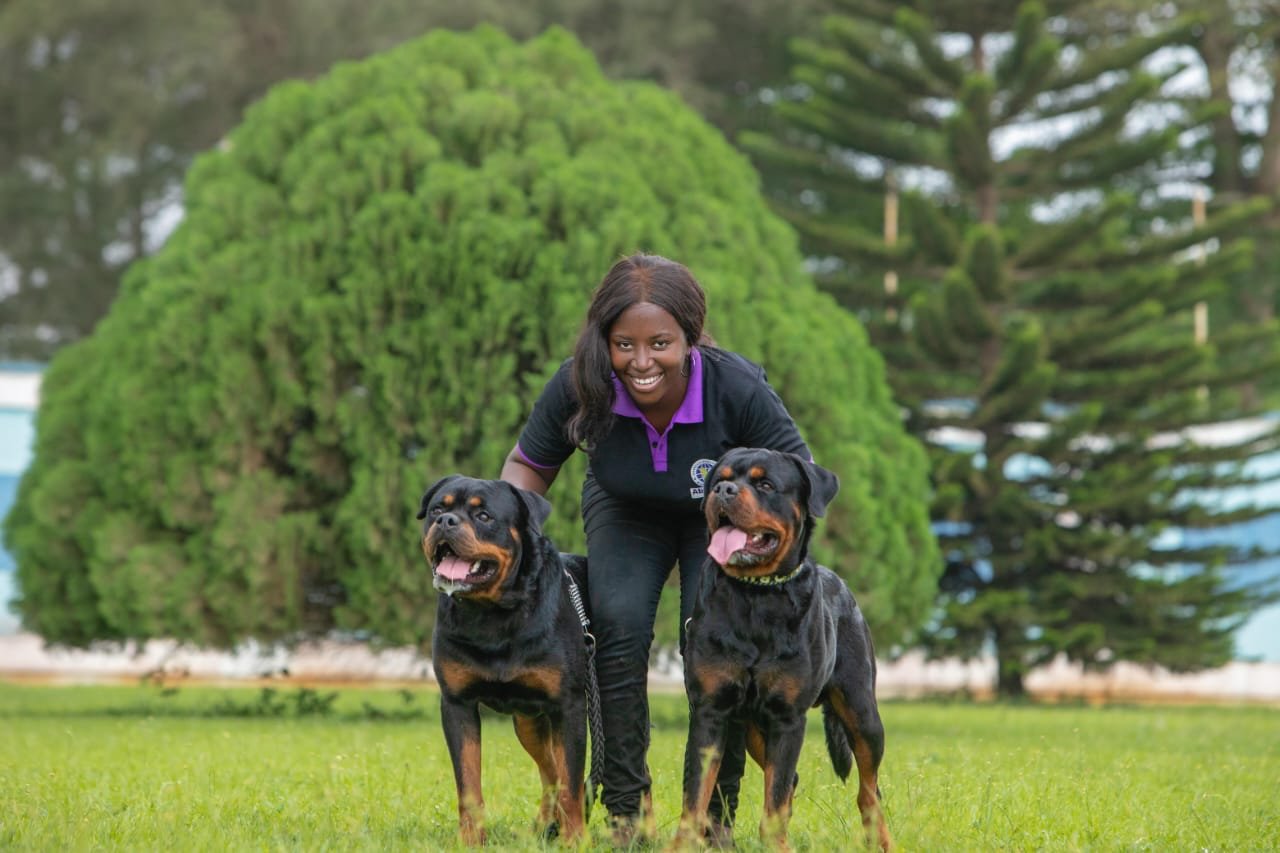 Handler with Rottweilers